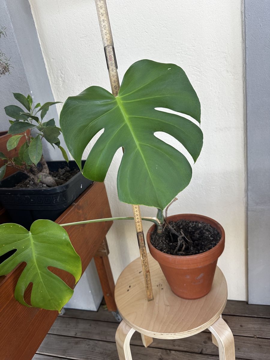 Piante & sementi: Monstera Pflanze im Topf – Usato da Wohlen AG venduto da tim2026 1