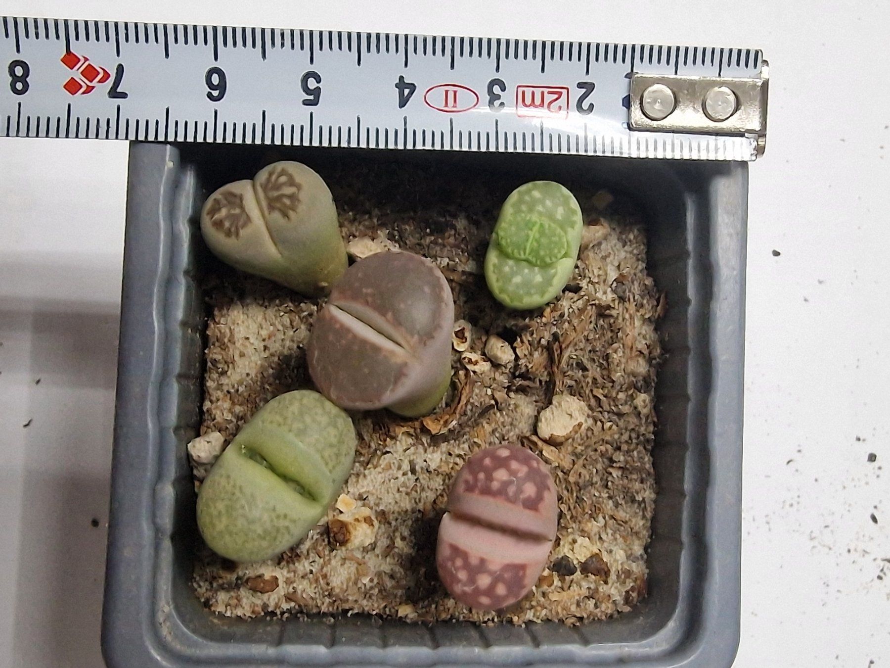 Pflanzen & Samen: Lithops Mix, Lebende Steine, 5 Stück – Gebraucht aus Uerkheim von Justi.y 2