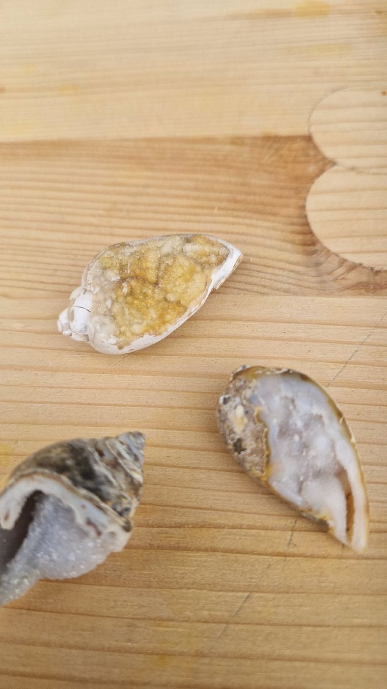 Fossili: Fossile Quarz Schnecke – Usato da Niederhasli venduto da rehauge01 2