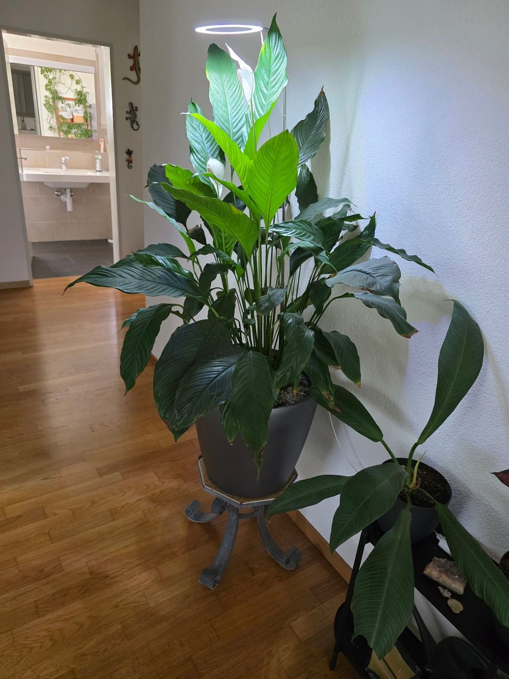 Piante & sementi: Grosse Einblatt Pflanze (Spathiphyllum) – Usato da Pfungen venduto da Liviusz 1