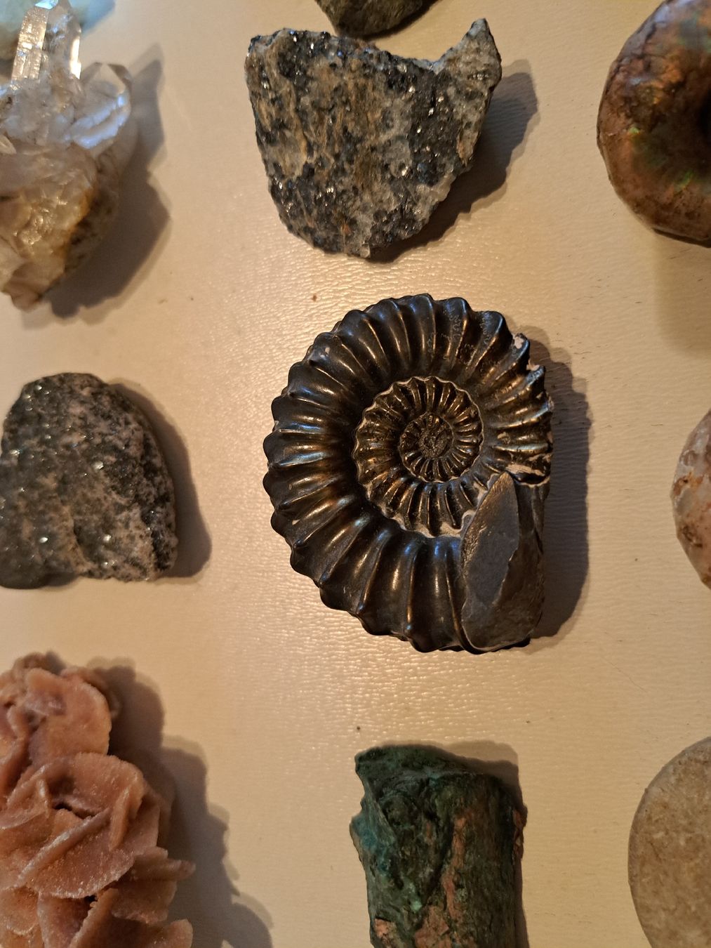 Fossilien: Div.Versteinerungen und Mineralien – Gebraucht aus Walde AG von Kunstgiesser 2