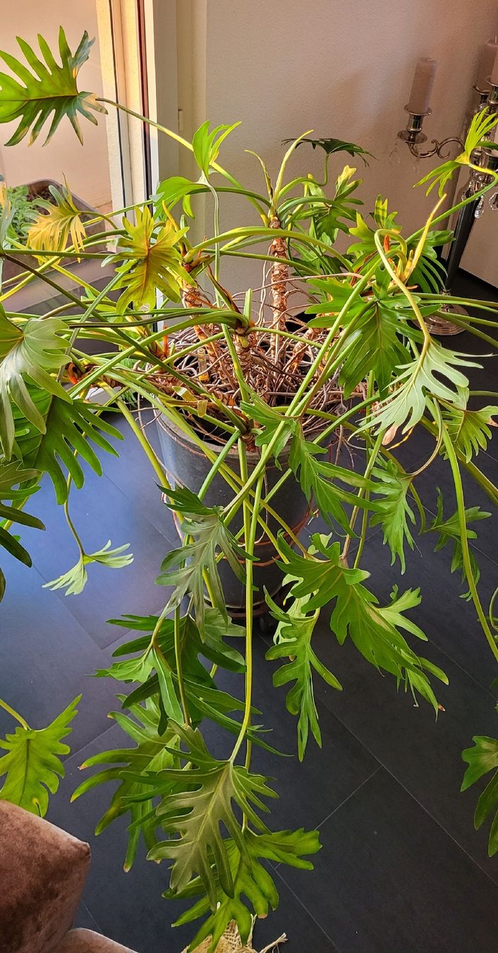 Piante & sementi: Grosser Philodendron Zimmerpflanze – Usato da islikon venduto da mir_8cbw 6