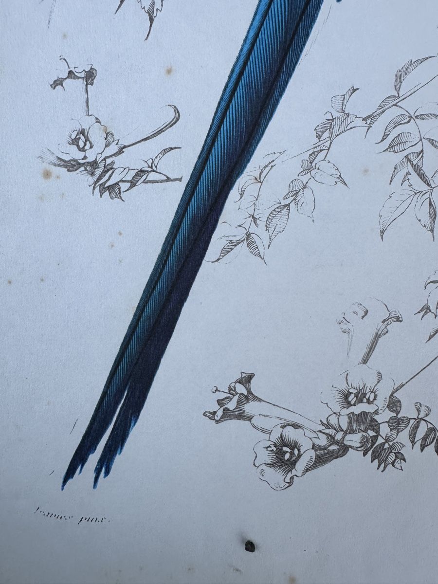 Grafica & Litografie: alte Vogel illustration - Charles d‘Orbigny – Usato da Zürich venduto da frauflufelberg 6