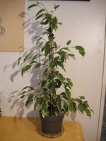 JUNGE BIRKENFEIGE, FICUS BENAMINA L. 80 cm H., ZIMMERPFLANZE