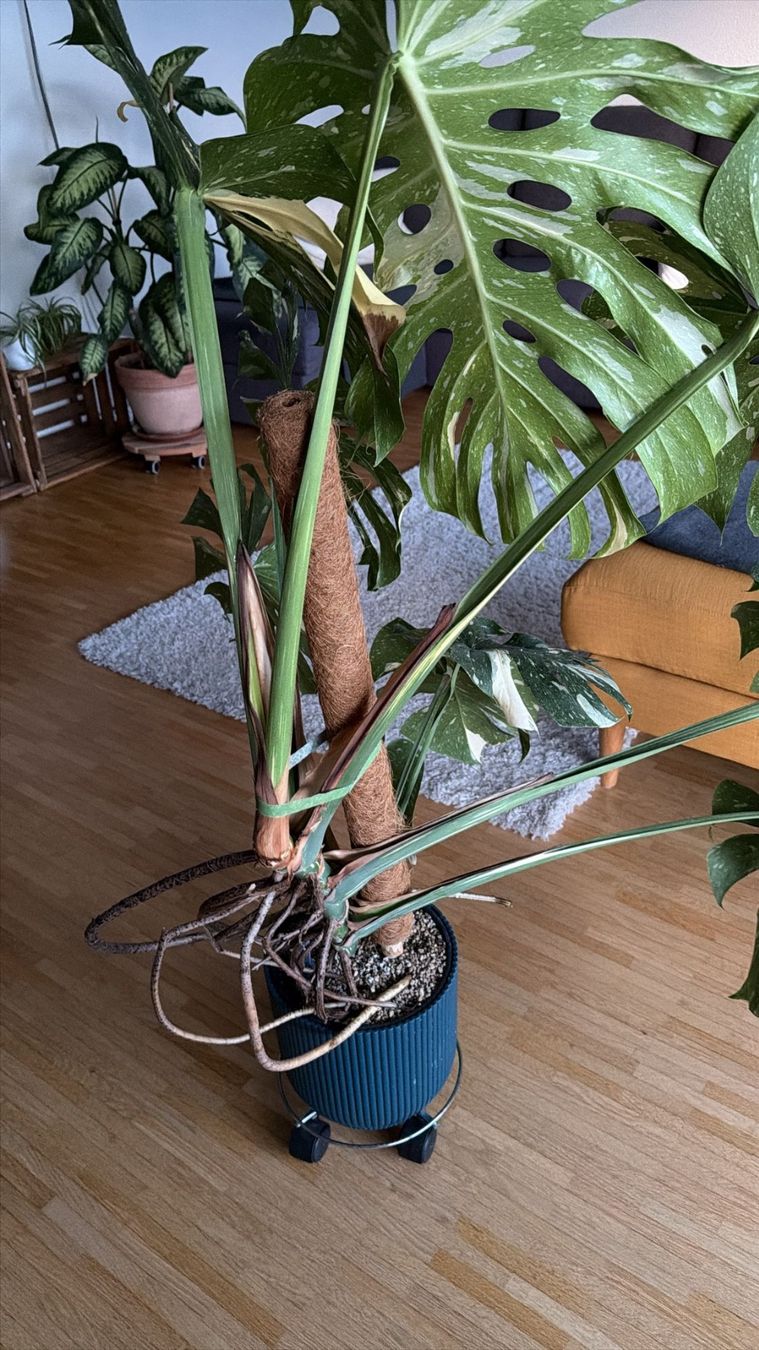 Piante & sementi: Monstera Thai Constellation ca.120cm hoch – Nuovo (secondo la descrizione) da LUZERN venduto da Adriana_6005 6