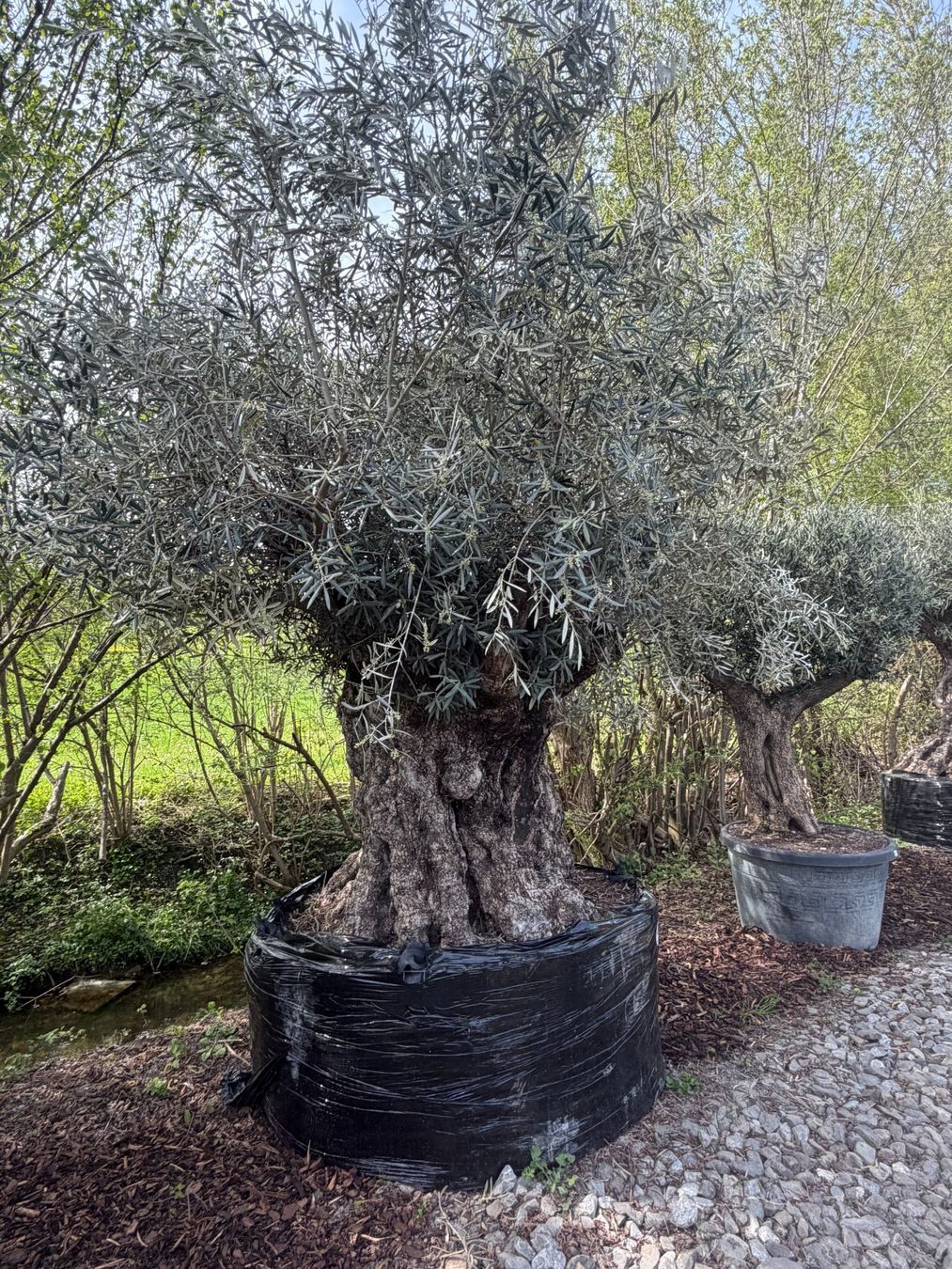 Piante & sementi: Olivenbaum "Olea Europea 20" - Versand möglich – Nuovo (secondo la descrizione) da Zuckenriet venduto da Thur_Plant 5