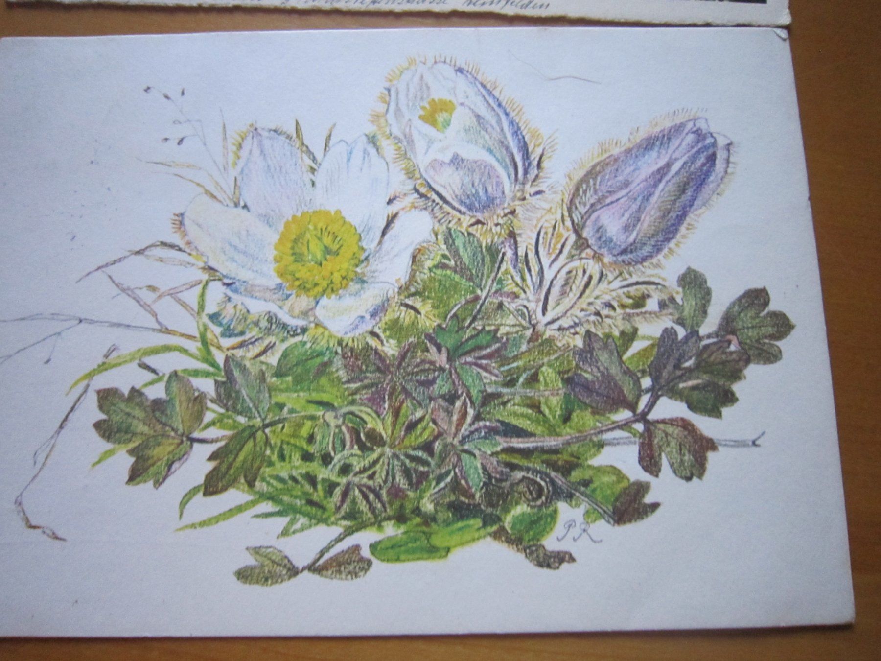 Ansichtskarten: No2 Postkarten Anemonen ab 1934 – Gebraucht aus Gordola von Polentaefung 3