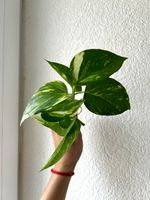 Pothos Gold boutures