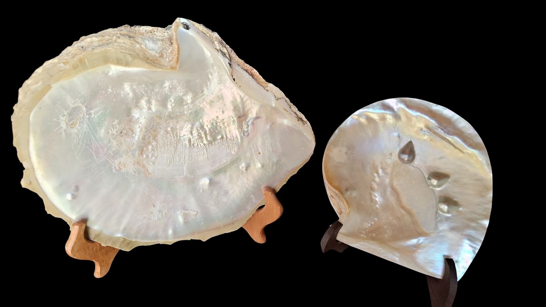 Fossili: Conchiglie di Ostrica Perlifera 2 – Nuovo (secondo la descrizione) da Lugano venduto da fbo_82wg