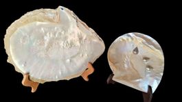 Conchiglie di Ostrica Perlifera 2