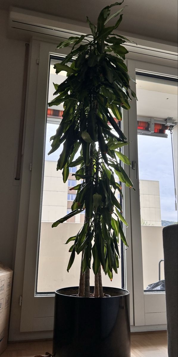 Piante & sementi: Duftender Drachenbaum, Dracaena fragrans – Usato da Mellingen venduto da pol_j67d 2