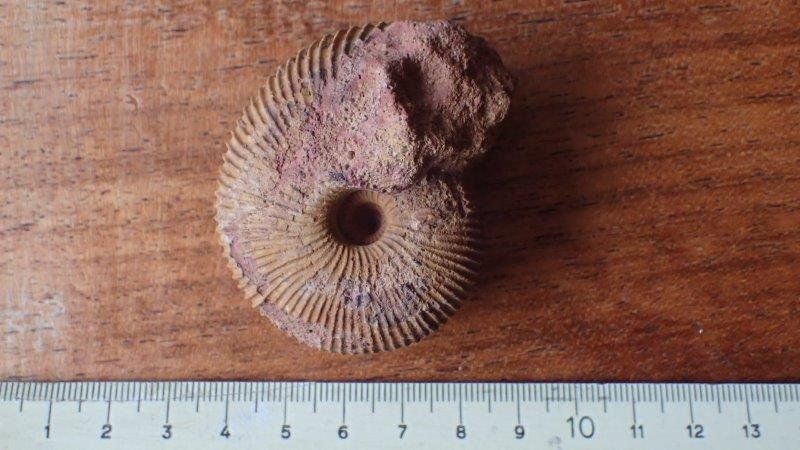 Fossili: schöner Ammonit aus Anwil  BL – Usato da Rickenbach BL venduto da Oktober68 6