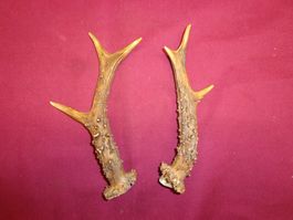 Reh, Geweihe, Trophäe, Horn, Dekoration, Jagd Abwurfstangen