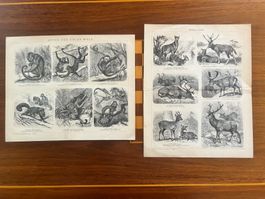 Gravures anciennes - Singes du Monde et Cerfs Rares!