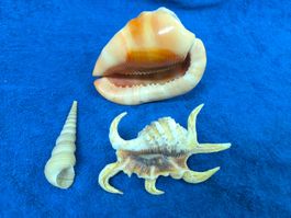 3 Extrem Schöne Muscheln für Deko etc .🐚🏝️🌊