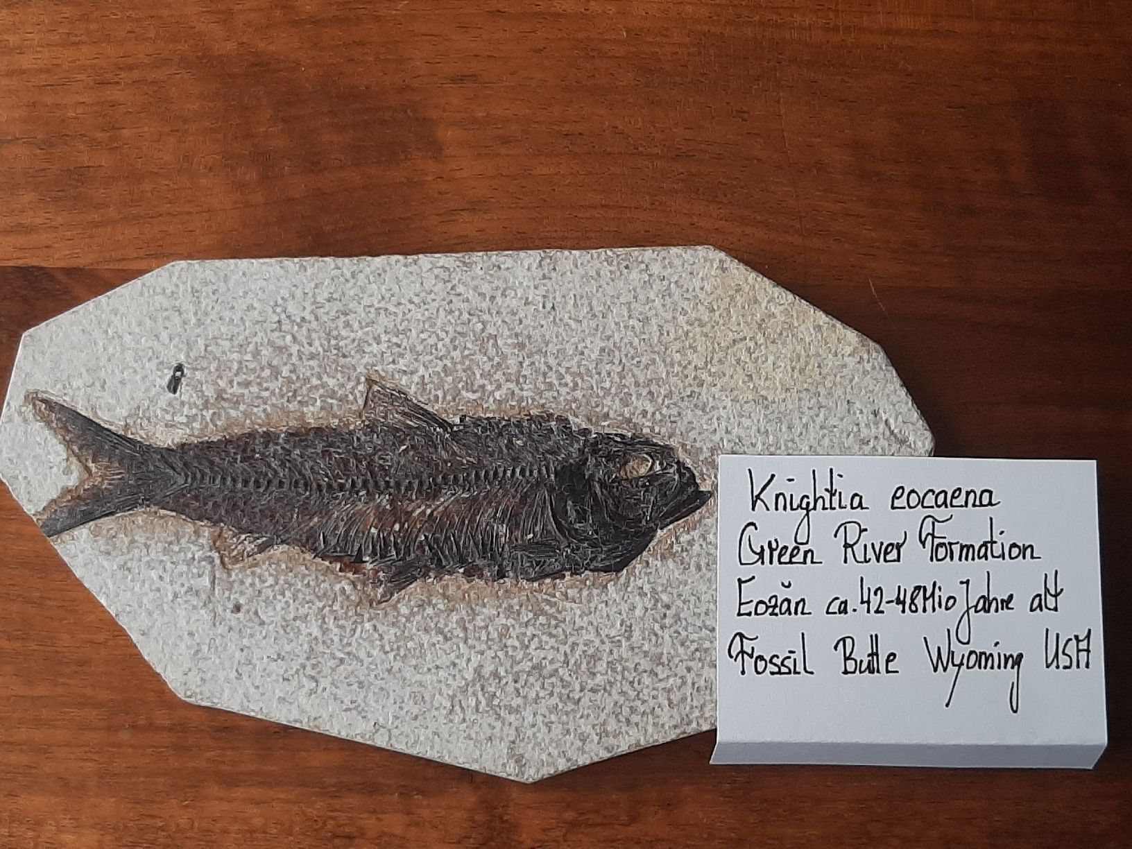 Fossiles: fossiler Fisch USA – D'occasion à Rickenbach BL par Oktober68 3