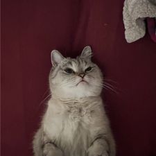 Profile image of TheTjur