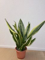 Sansevieria Pflanze Golden Flame Plant 65 cm
