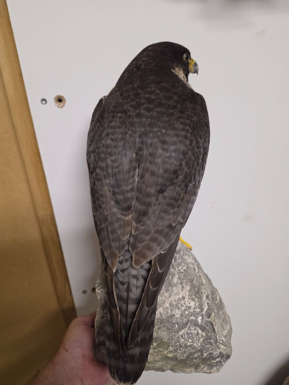 Il mondo degli animali: Präparat Wanderfalke – Usato da Oberrindal venduto da Ketupu 1