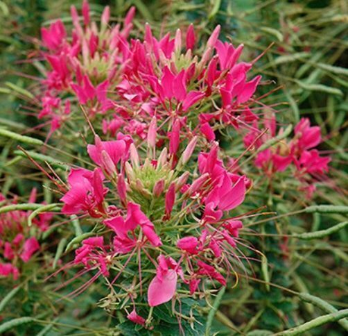 Pflanzen & Samen: 50 Samen Seltene Spinnenblume ROSE QUEEN – Neu und originalverpackt aus Rovio von POSITIFFARTandPLANTS 5