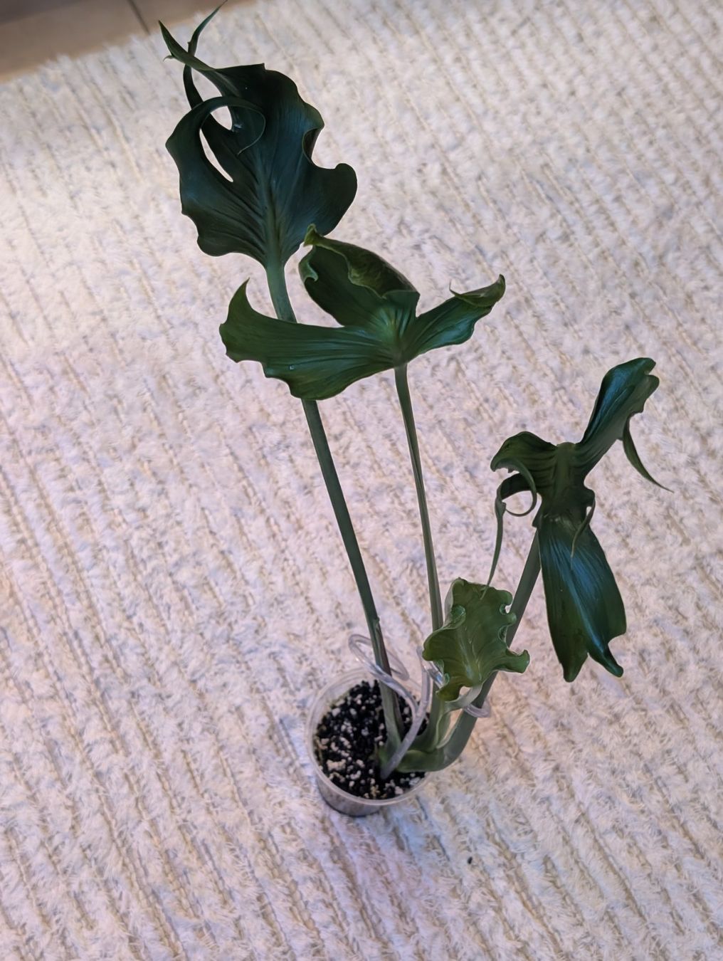 Piante & sementi: Monstera Deliciosa Unniiae – Nuovo (secondo la descrizione) da Faulensee venduto da plantmama