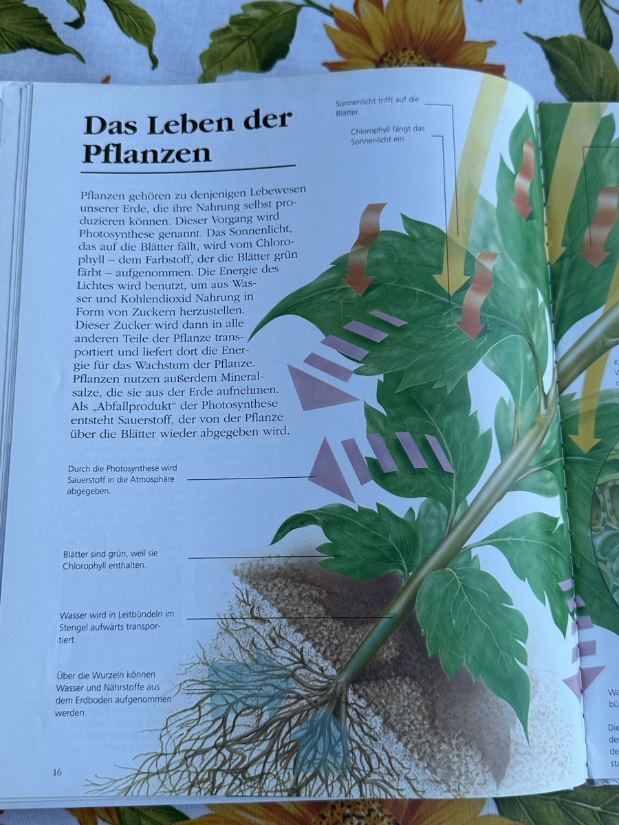 Libri: Alles über meine Welt - Kinderbuch - Michael Allaby – Usato da Wettingen venduto da hak_52m8 7