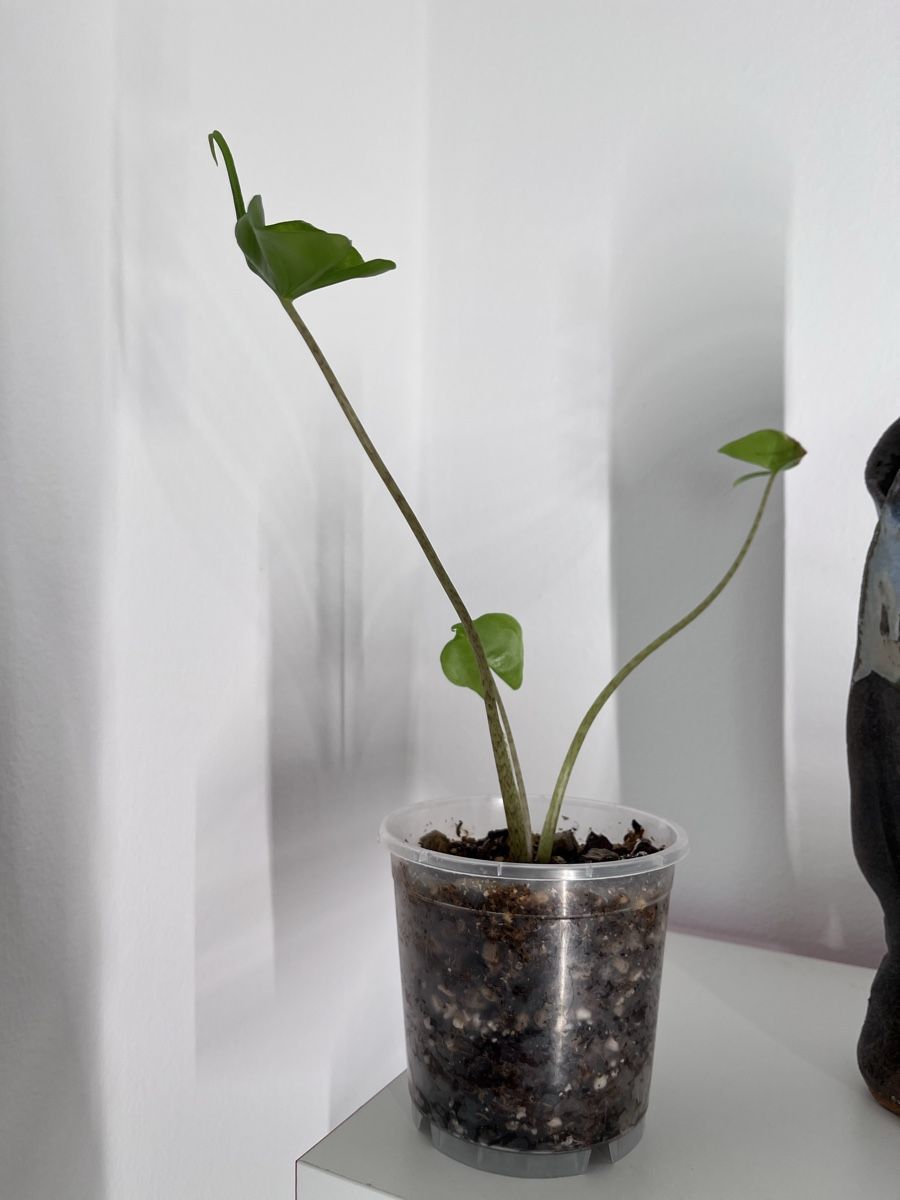 Piante & sementi: Alocasia Stingray plant – Usato da Lugano venduto da Elo_T