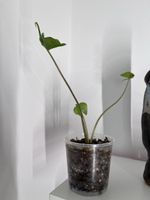 Alocasia Stingray plant