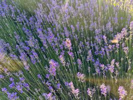 Wunderschöner Lavendel (3-jährig, top gepflegt & winterhart)