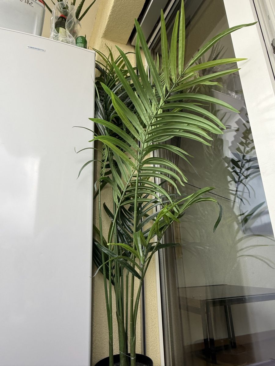 Piante & sementi: PLANTE  – Usato da Villars-sur-Glâne venduto da sib_rwl7 1
