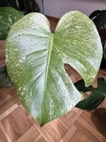 🌿 Monstera White Monster  🌿