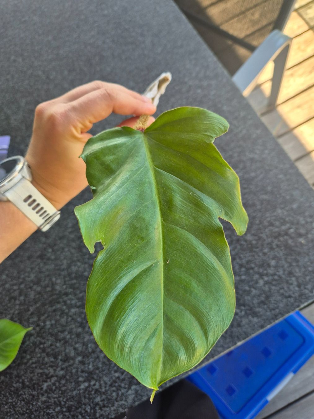 Piante & sementi: Philodendron Squamiferum Steckling – Usato da Urtenen-Schönbühl venduto da Pflanzenherberge