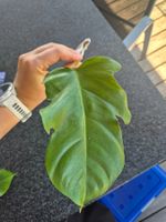 Philodendron Squamiferum Steckling