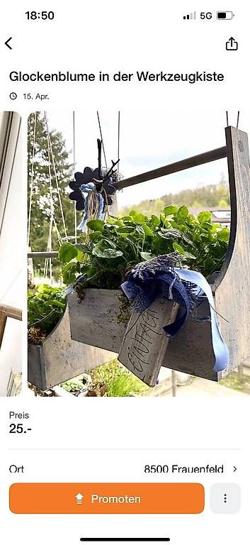 Piante & sementi: Glockenblumen im Werkzeugkistli – Usato da Frauenfeld venduto da Irene.Schuppli