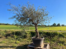 Olivenbaum "Olea Europea 014 "winterhart"