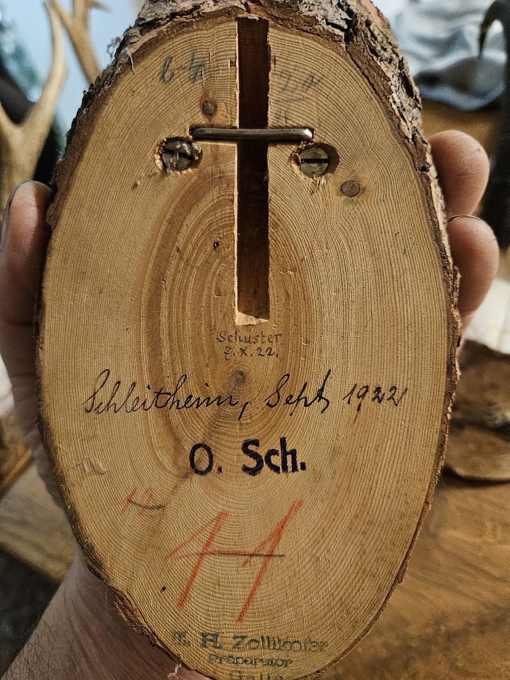 Altre raccolte & rarità: Gemsbock Trophäe auf Holzsockel, Jagdtrophäe.(S1) – Usato da Rorschach venduto da TimelessTrading 2