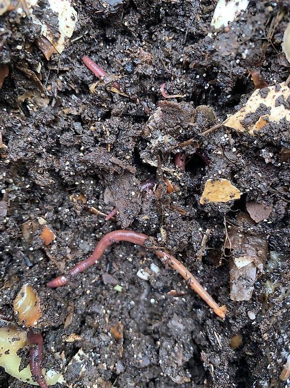 Poubelles: Wurmkomposter – D'occasion à Hirzel par Berdice 2