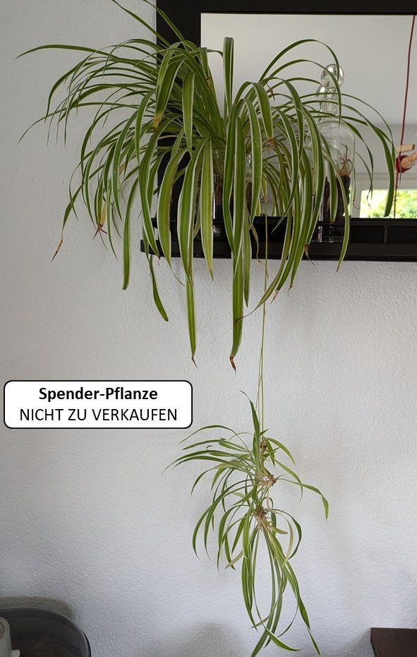 Pflanzen & Samen: Grünlilien Ableger mit Wurzeln – Gebraucht aus Erlenbach ZH von Skalina 5