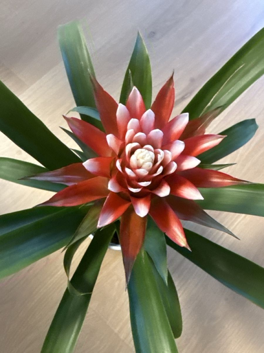 Piante & sementi: Guzmania Hope Zimmerpflanze – Usato da Schlieren venduto da Schnaepliparadies 1