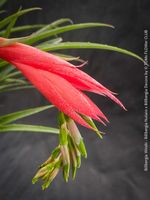 BILLBERGIA WINDII - absolut robust auch für Anfänger