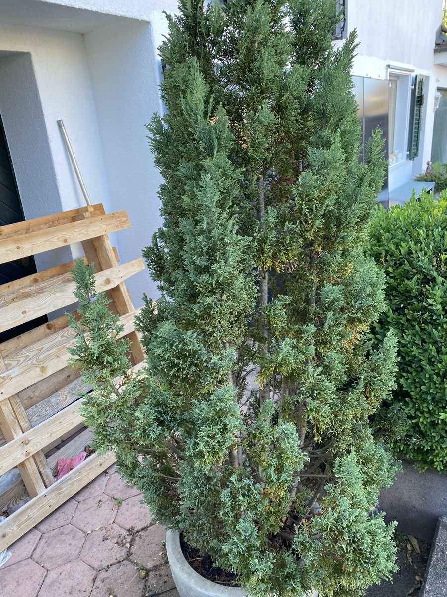 Pflanzen & Samen: Grosse Thuja – Gebraucht aus Galgenen von Testus 3