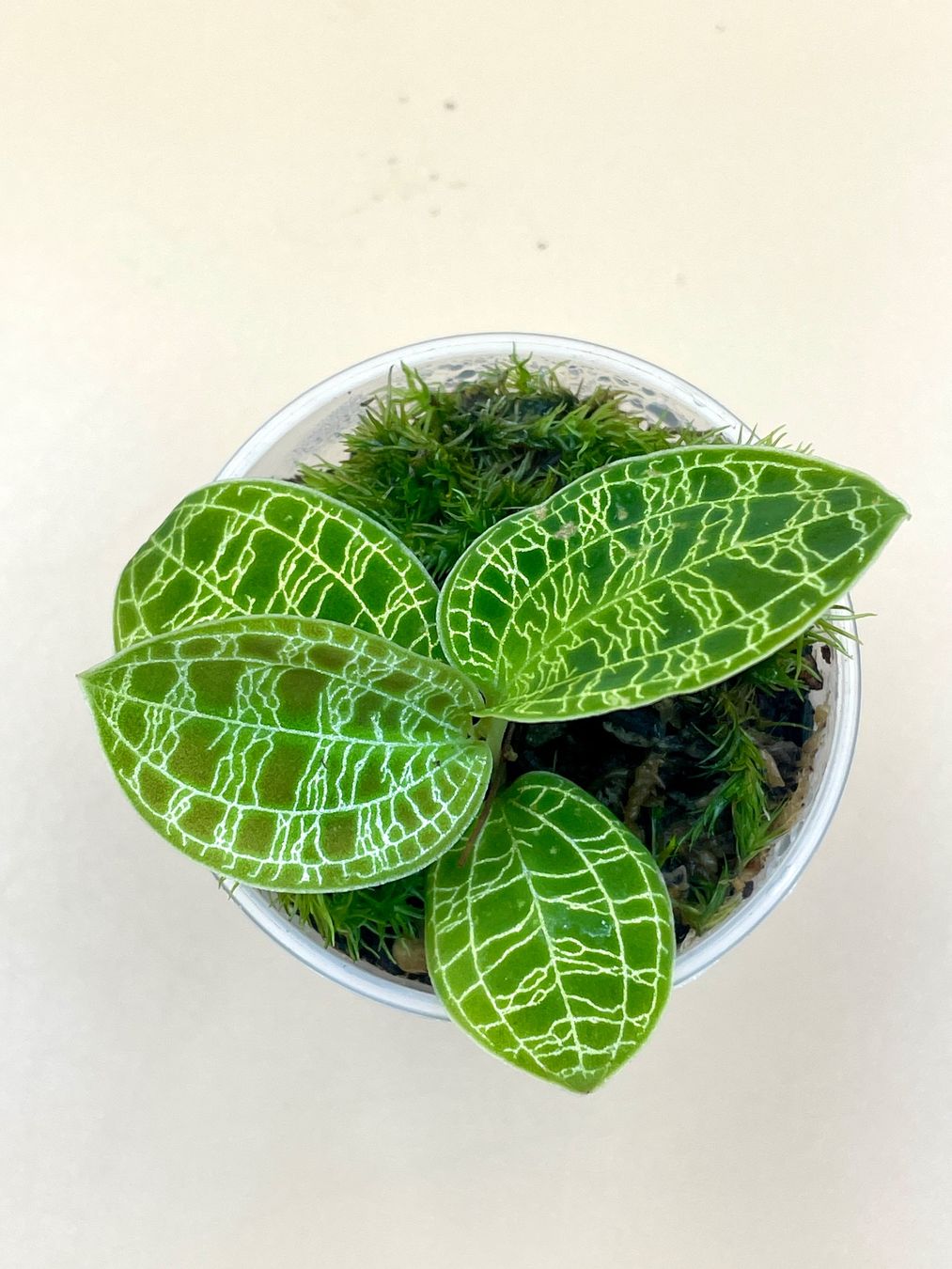 Piante & sementi: Macodes petola - Juwelorchidee – Nuovo (secondo la descrizione) da Zürich venduto da Leafscape 1
