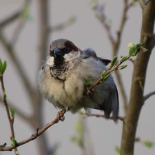 Profile image of AleQu