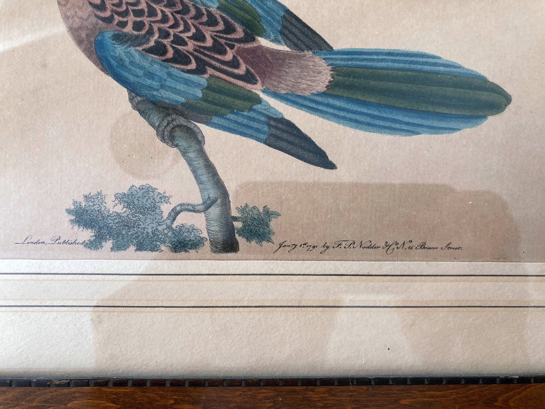 Incisioni: F. P. NODDER - oiseau exotique - eau forte aquarellée 1791 – Usato da Vandoeuvres venduto da ngc_9qj2 2