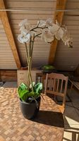 Orchidées artificielles
