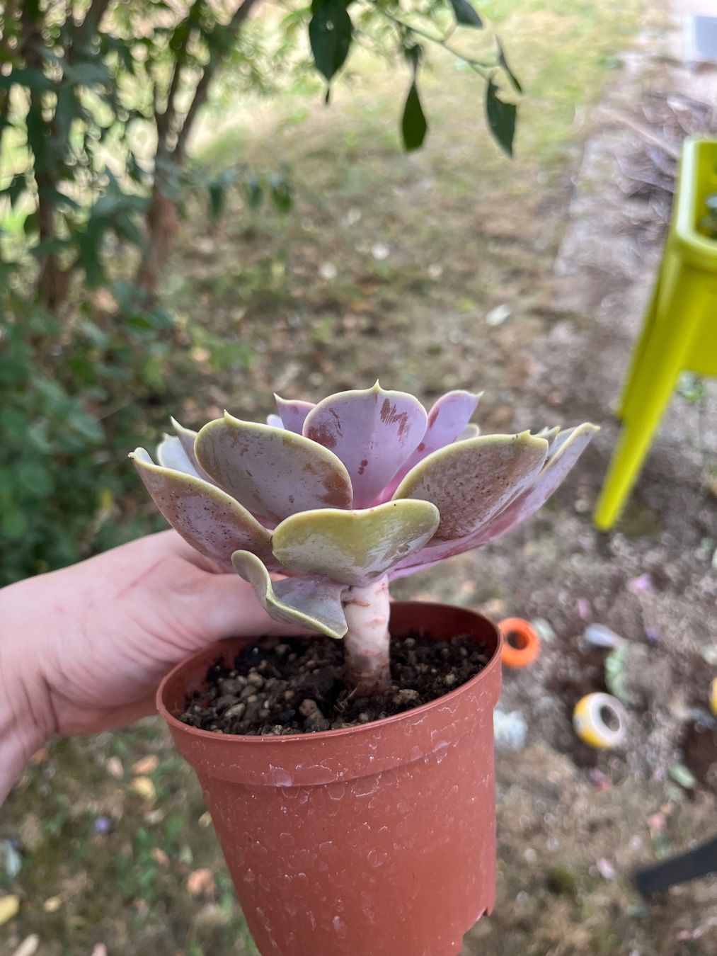 Pflanzen & Samen: Belle echeveria – Gebraucht aus Porrentruy von Madamebovary 1
