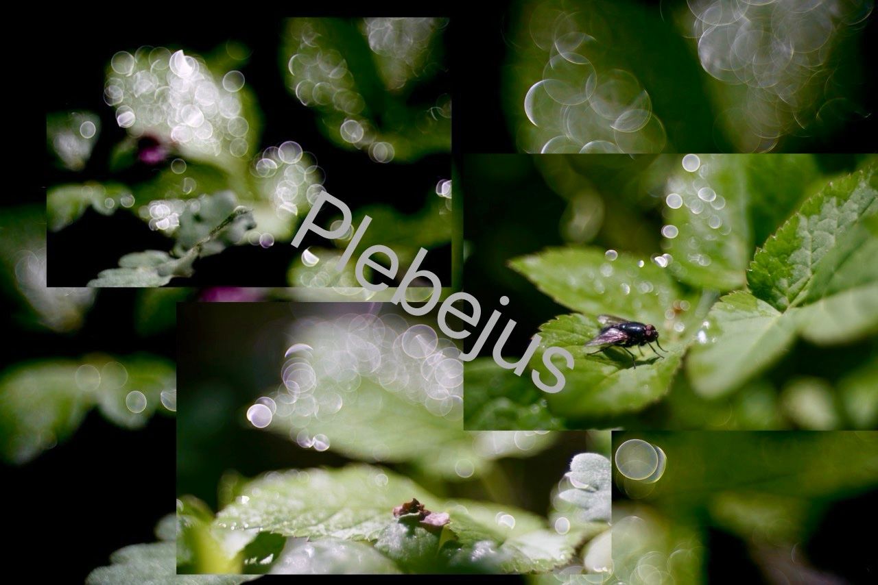 Obiettivi: Meyer Görlitz Trioplan 10.5cm / 105mm 2.8 - Exakta – Usato da Seewis Dorf venduto da Plebejus 9