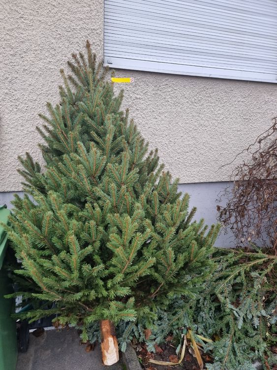 Tannenbaum frisch vom Wald Acheter sur Ricardo