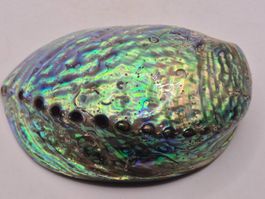Paua Muschel (Abalone) – echtes Perlmutt – Natur-Unikat (3)