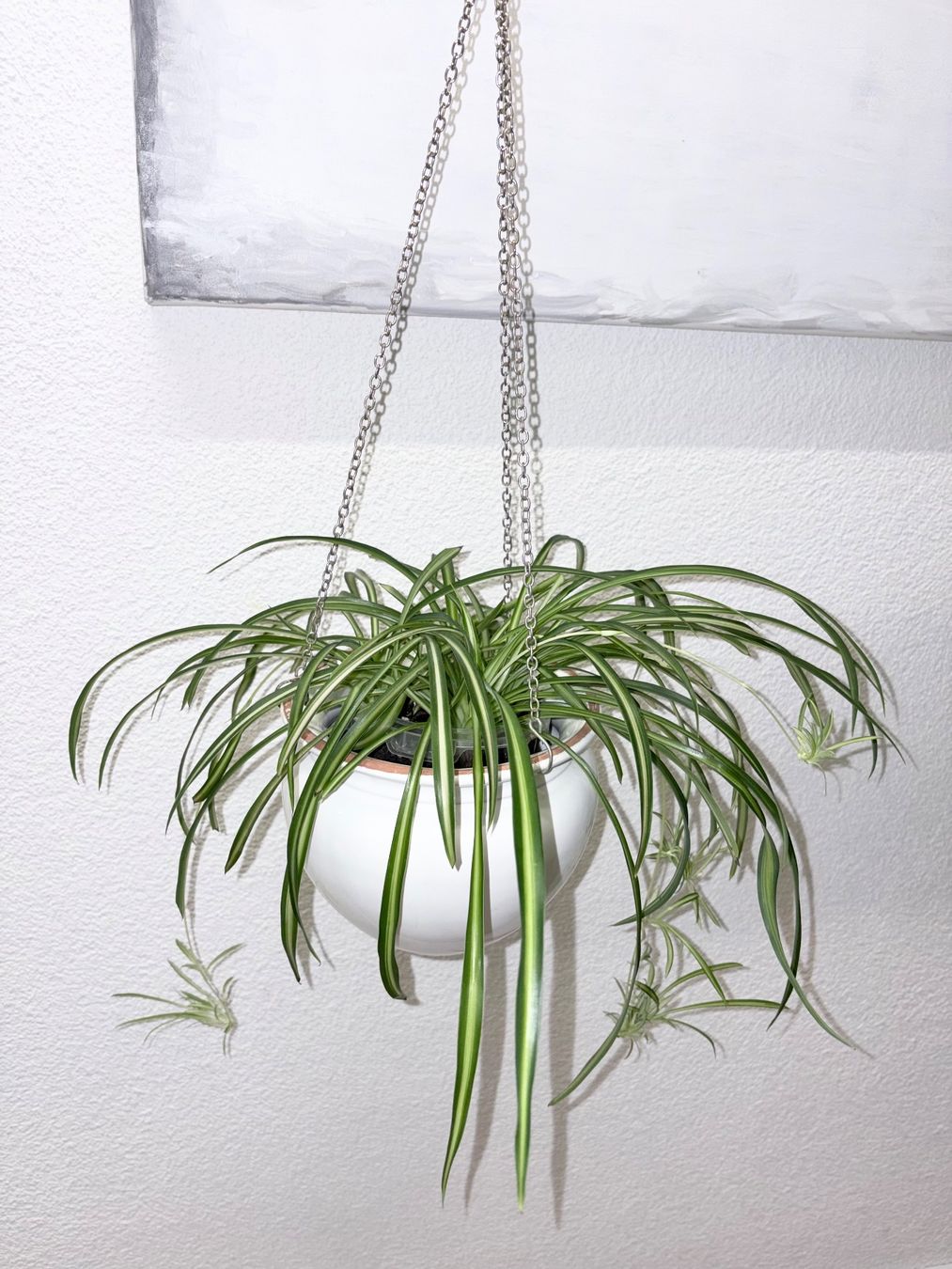 Plantes & graines: Spider plant & hanging ceramic cache pot – D'occasion à Kilchberg ZH par malibubeach